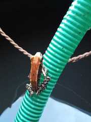 Hydrophylax bahuvistara