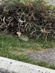 Urocitellus richardsonii