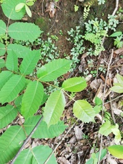 Comocladia macrophylla