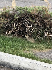 Urocitellus richardsonii