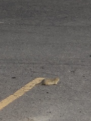 Urocitellus richardsonii