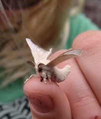 Bombyx mori