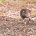 New Caledonia Buff-banded Rail - Photo (c) Frédéric Desmoulins, some rights reserved (CC BY-NC), uploaded by Frédéric Desmoulins