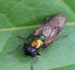 Chloromyia formosa