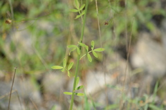 Dalea aurea