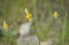 Dalea aurea