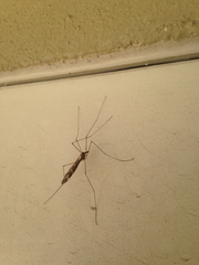 Tipuloidea