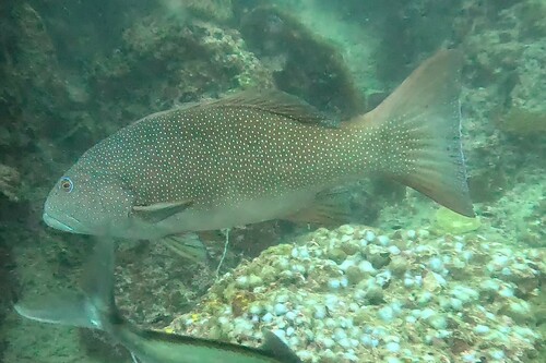Leopard Coralgrouper — seen at this dive site
