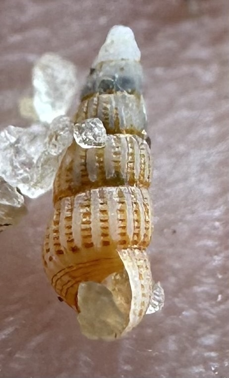 Interrupted Turbonilla
