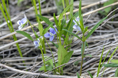 Viola stagnina