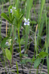 Viola stagnina