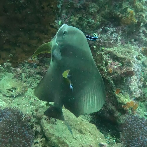Longfin Batfish — seen at this dive site