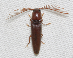 Dicrepidius palmatus