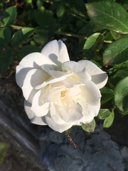 Gardenia jasminoides