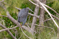 Egretta sacra albolineata