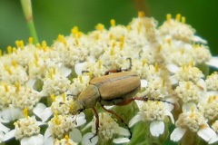 Macrodactylus subspinosus