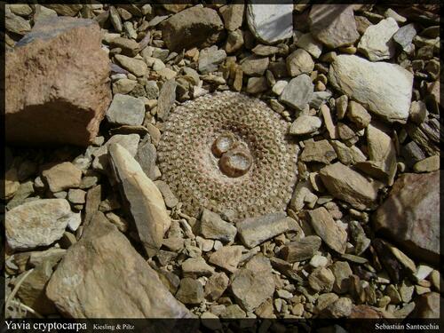 Yavia cryptocarpa