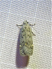 Anacampsis comparanda