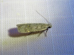 Anacampsis comparanda