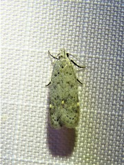 Anacampsis comparanda