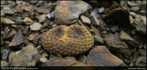 Yavia cryptocarpa
