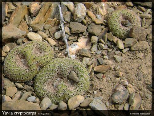 Yavia cryptocarpa