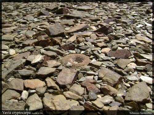 Yavia cryptocarpa