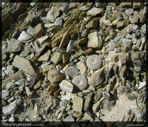 Yavia cryptocarpa