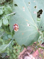 Aspidimorpha quinquefasciata