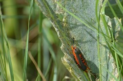 Eichlinia grande