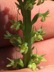 Platanthera unalascensis