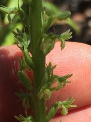 Platanthera unalascensis