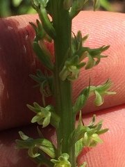 Platanthera unalascensis