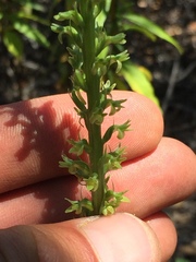 Platanthera unalascensis