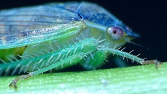 Gypona melanota