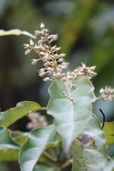 Itea parviflora