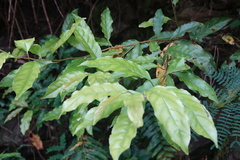 Itea parviflora