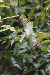 Itea parviflora