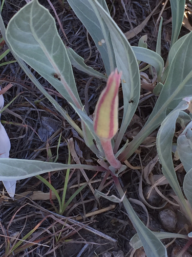 Oenothera macrocarpa ssp. incana