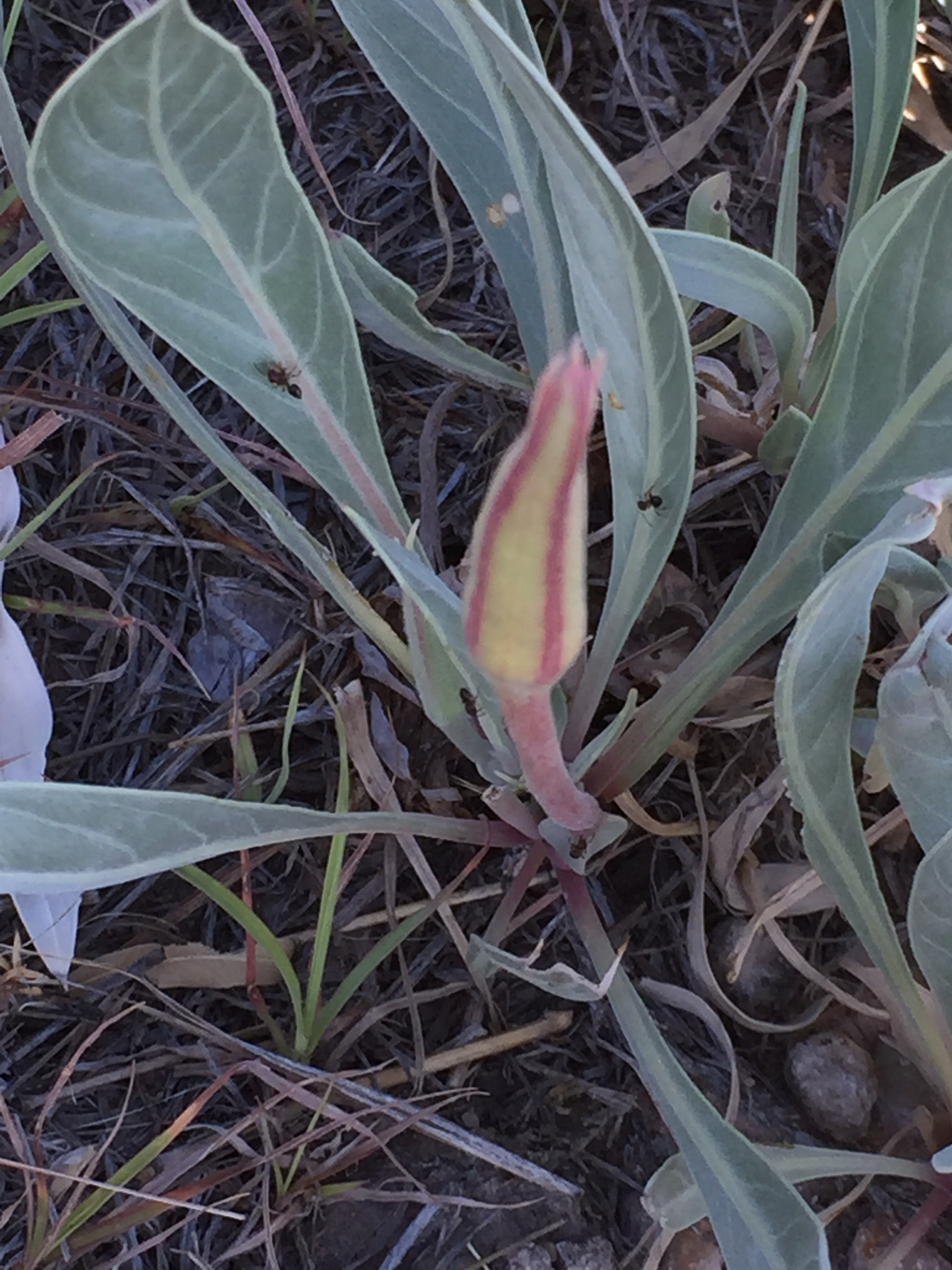 Oenothera macrocarpa ssp. incana