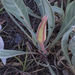 Oenothera macrocarpa incana - Photo 由 dfewell 所上傳的 (c) dfewell，保留部份權利CC BY-NC
