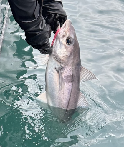 Haddock (Melanogrammus aeglefinus) — Gadidae — 4