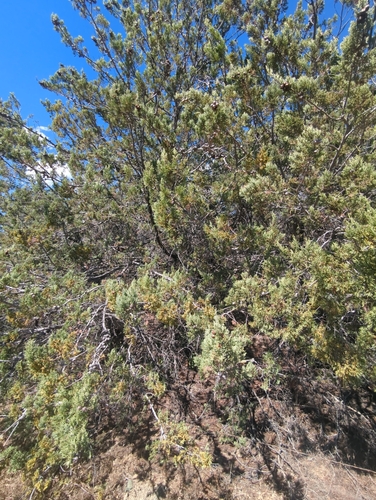 Image of Hesperocyparis macnabiana by (c) Tom Field, some rights reserved (CC BY)