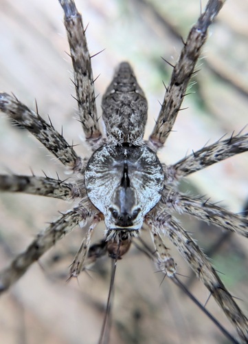White-banded Fishing Spider photo 5