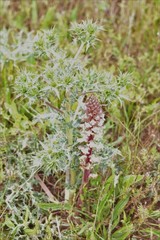 Orobanche amethystea