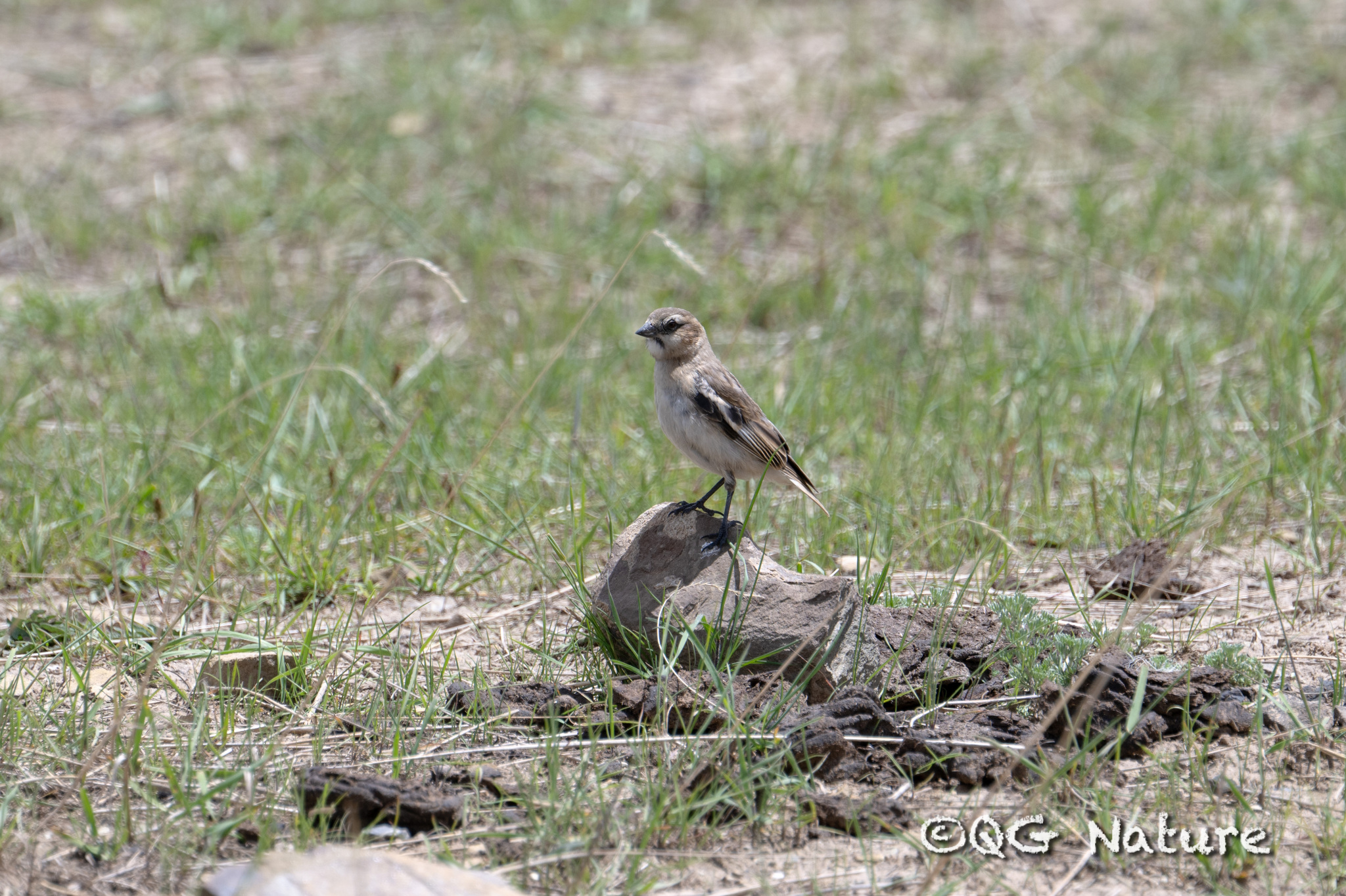 Rufous-necked Snowfinch