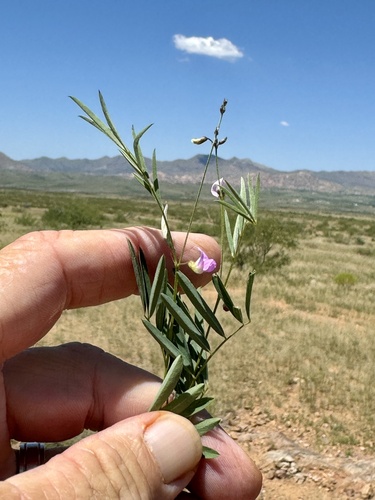 Image of Tephrosia vicioides by (c) CK2AZ, some rights reserved (CC BY)
