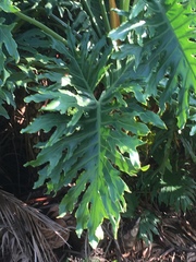 Philodendreae