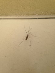Tipuloidea