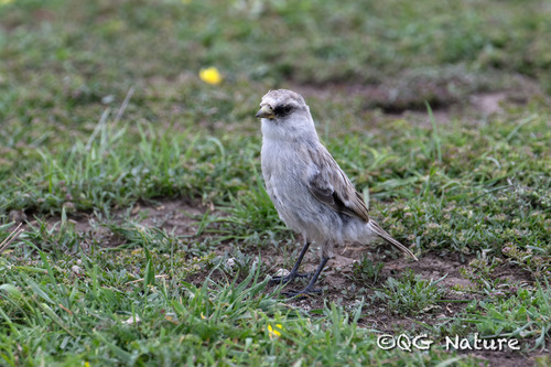 White-rumped Snowfinch (Onychostruthus taczanowskii), photo 7
